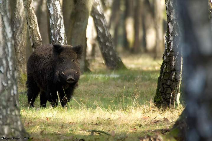 Journée de chasse petits gibiers Saint-Jean-de-Maruéjols-et-Avéjan