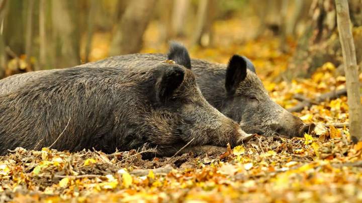 Journée de chasse gros gibiers Saint-Jean-de-Maruéjols-et-Avéjan