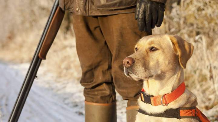 Journée de chasse gros gibiers Saint-Jean-de-Maruéjols-et-Avéjan