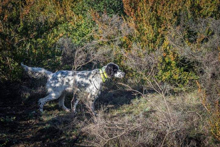 Dressage chien Saint-Jean-de-Maruéjols-et-Avéjan