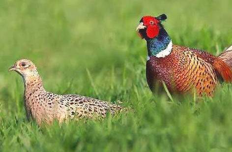 Journée de chasse petits gibiers Saint-Jean-de-Maruéjols-et-Avéjan