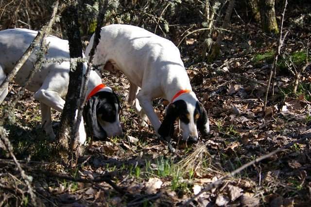 Journée de chasse petits gibiers Saint-Jean-de-Maruéjols-et-Avéjan