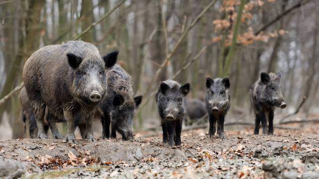 Journée de chasse gros gibiers Saint-Jean-de-Maruéjols-et-Avéjan